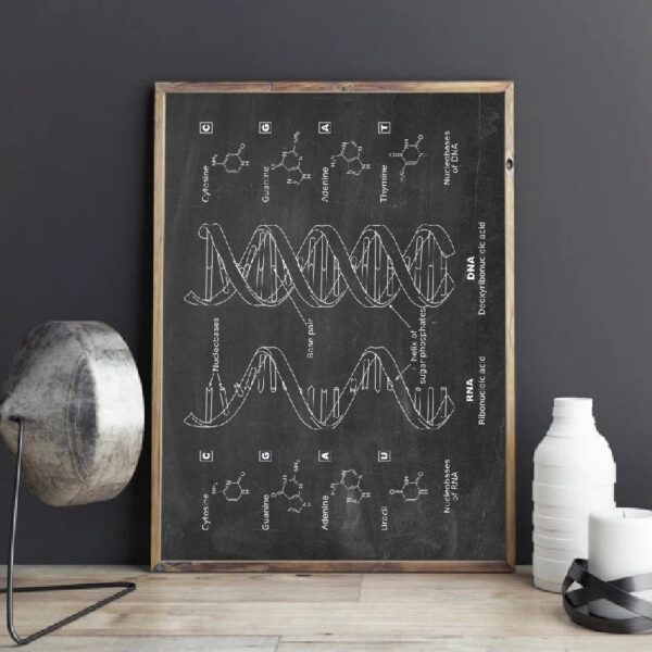 Panneau éducatif illustrant la structure de l'ADN, incluant les bases azotées et la double hélice.