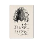 Dessin anatomique illustrant la structure des dents humaines, y compris les incisives, canines, prémolaires et molaires, avec détails sur leur position et leur forme.