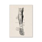 Illustration anatomique détaillée de l'avant-bras montrant les muscles, tendons et structures nerveuses, idéale pour la décoration scientifique ou éducative.