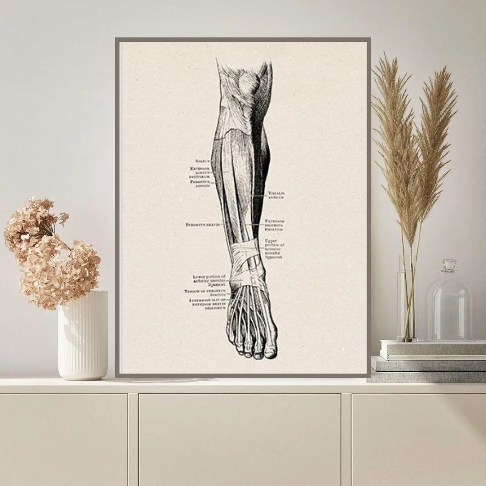 Illustration anatomique détaillée du bras et de la main, montrant les muscles, tendons et os pour une compréhension scientifique précise.