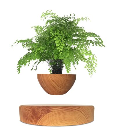 Balcon, décoration intérieure, plante verte, décoration de maison, objet de décoration botanique.