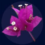 Bougainvillée rose avec fleurs et feuilles détaillées.