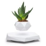 Plante succulente Hybiscus dans un pot blanc géométrique, décoration moderne et naturelle pour intérieur ou bureau.