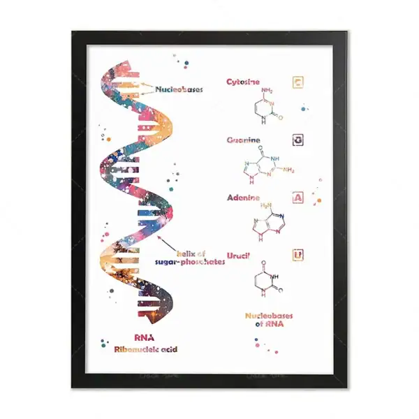 Panneau illustrant la structure de l'ADN avec ses bases nucléiques et molécules associées, présenté dans un cadre élégant pour décoration scientifique.