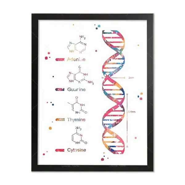 Panneau décoratif représentant la structure de l'ADN avec les bases azotées Adénine, Guanine, Thymine et Cytosine, illustrant la composition génétique.