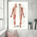 Panneau éducatif illustrant le cerveau, la colonne vertébrale et le systÚme musculaire humain, idéal pour la décoration scientifique ou éducative.