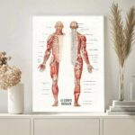 Panneau éducatif illustrant la musculature et la structure osseuse du corps humain.