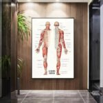 Poster anatomie du corps humain avec muscles et os.