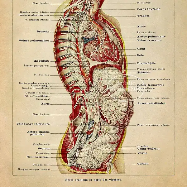 Illustration anatomique du cerveau et du système nerveux central, montrant les structures principales telles que le cerveau, la moelle épinière, et les nerfs crâniens.