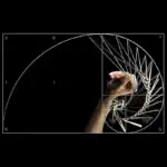 Illustration de la spirale de Fibonacci et d'une fractale, montrant des lignes et des courbes mathématiques sur un fond noir, avec une main tenant un outil de dessin.