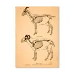 Squelette de chèvre et de mouton illustré pour étude anatomique, montrant la structure osseuse détaillée de chaque animal. Parfait pour la décoration scientifique ou l'apprentissage en biologie.