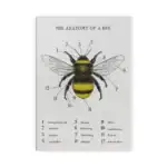 Abeille, diagramme anatomique illustrant les parties principales telles que l'Ćil composĂ©, l'antenne, l'ocelle, la mandibule, le thorax, l'abdomen, et autres composants.