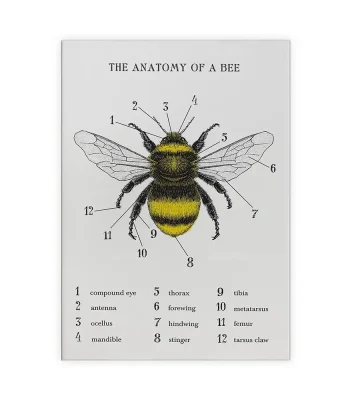Abeille, diagramme anatomique illustrant les parties principales telles que l'œil composé, l'antenne, l'ocelle, la mandibule, le thorax, l'abdomen, et autres composants.