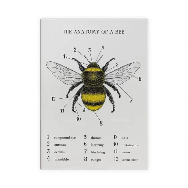 Abeille, diagramme anatomique illustrant les parties principales telles que l'œil composé, l'antenne, l'ocelle, la mandibule, le thorax, l'abdomen, et autres composants.