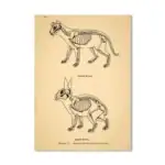 Illustration anatomique détaillée de squelettes de chat et de lapin, montrant leur structure osseuse pour étude scientifique ou décoration.