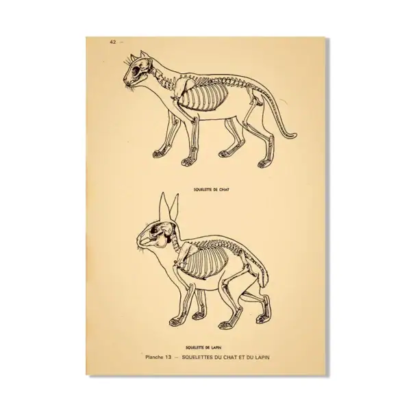 Illustration anatomique détaillée de squelettes de chat et de lapin, montrant leur structure osseuse pour étude scientifique ou décoration.