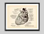 Schéma anatomique du cœur humain avec annotations médicales pour l'étude et la décoration scientifique.