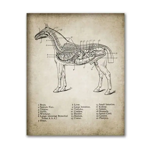 Illustration anatomique détaillée du cheval montrant le cerveau et les organes internes, avec légendes numérotées pour chaque partie.
