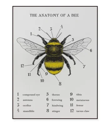 Schéma illustrant les différentes parties de l'insecte, avec légendes en français.