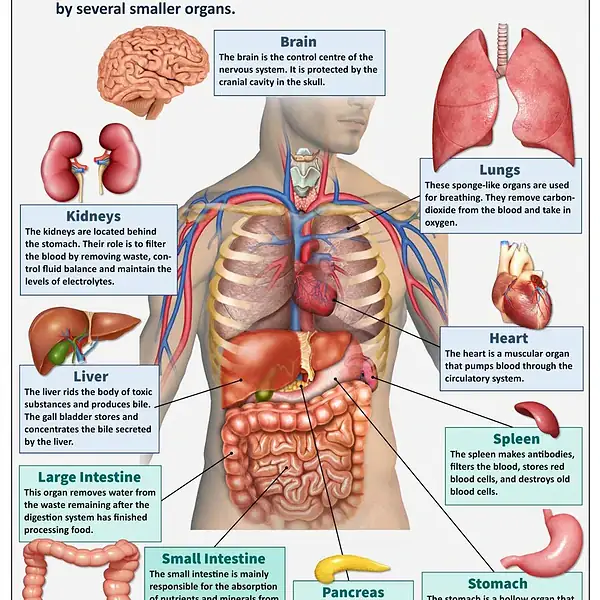Illustration de l'anatomie humaine montrant les principaux organes vitaux, incluant cerveau, cœur, poumons, foie, intestins, pancréas, et autres, pour une compréhension pédagogique.