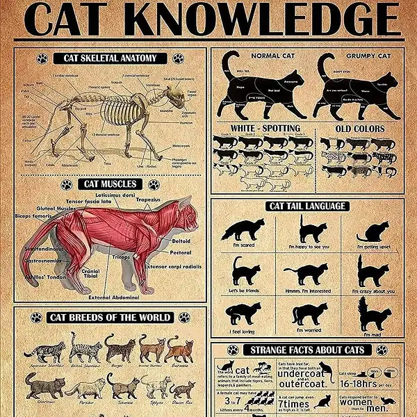Illustration éducative sur l'anatomie, le comportement et la diversité des chats, incluant des schémas anatomiques, des variations de couleurs, des langages de queue, et des faits surprenants.