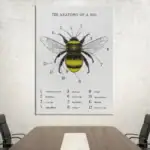 Illustration détaillée de l'anatomie d'une abeille avec numérotation des parties principales, idéale pour l'éducation et la décoration scientifique.