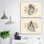 Deux illustrations vintage de cœurs humains, détaillées et annotées, encadrées, parfaites pour une décoration scientifique ou éducative.