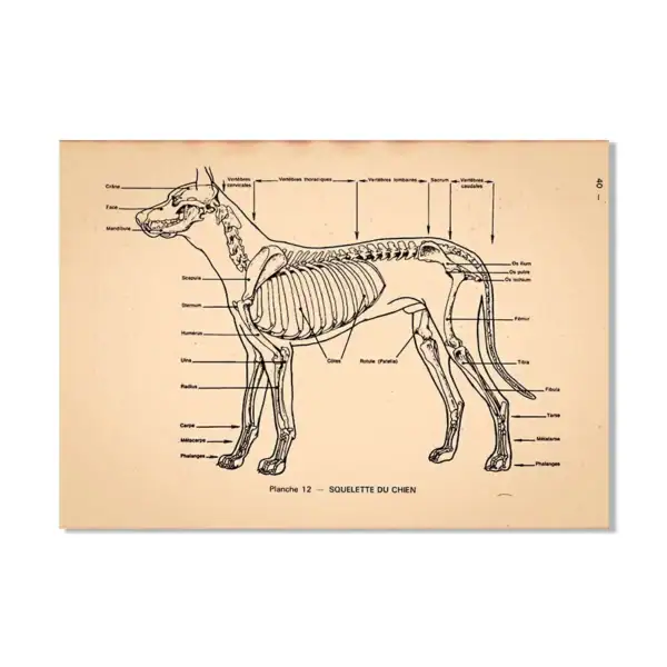 Illustration anatomique d'un chien montrant le squelette, les organes internes et la structure osseuse, idéale pour l'apprentissage scientifique ou la décoration éducative.