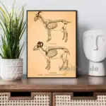 Illustration détaillée de squelettes d'animaux de ferme, incluant une chèvre et un mouton, pour étude anatomique et décoration scientifique.