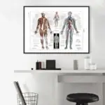 Illustration anatomique du cerveau humain et du système nerveux, montrant les structures cérébrales et nerveuses en détail, idéale pour la décoration scientifique.