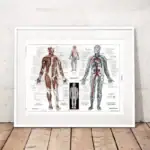 Illustration détaillée du corps humain montrant les muscles, le squelette et le système circulatoire, idéale pour l'apprentissage en anatomie et la décoration scientifique.