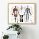 Illustration anatomique détaillée du corps humain avec muscles, os, et systèmes circulatoire et nerveux, idéale pour l'apprentissage médical et la décoration éducative.
