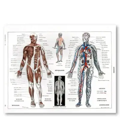 Illustration détaillée du corps humain montrant muscles, système nerveux et circulatoire, idéale pour la décoration scientifique ou éducative.