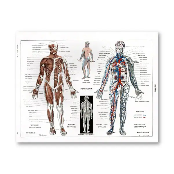 Illustration détaillée du corps humain montrant muscles, système nerveux et circulatoire, idéale pour la décoration scientifique ou éducative.