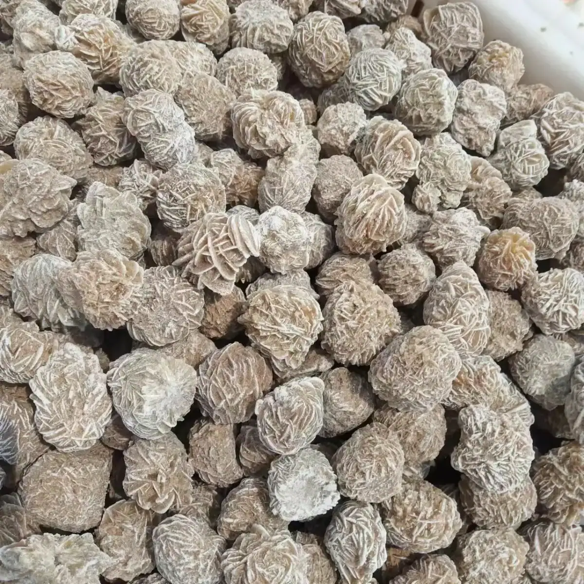Boules de pin blanc naturelles, parfaites pour la décoration intérieure ou extérieure, apportant une touche naturelle et élégante à votre espace.