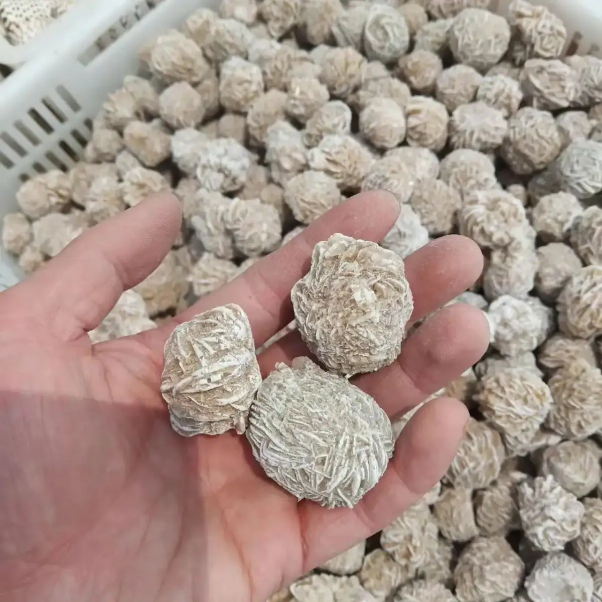 Fruits de la passion séchés dans la main, avec un fond de fruits similaires. Parfait pour la décoration ou la cuisine.