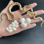 Serpent en plastique avec œufs blancs, décoration éducative et ludique pour les amateurs de sciences naturelles. Parfait pour une collection ou un projet pédagogique.