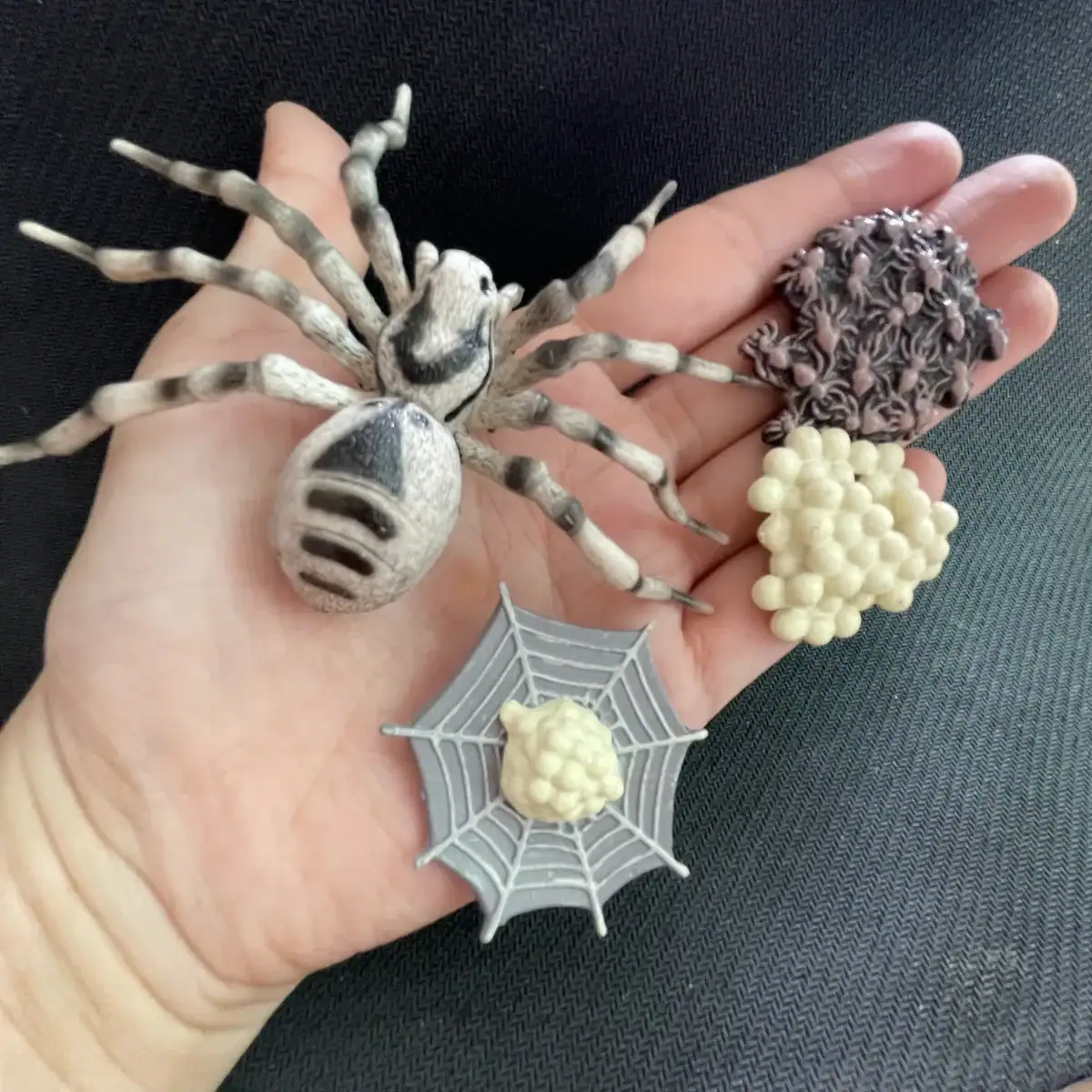 Accessoire de décoration scientifique avec araignée, toile et éléments de laboratoire.