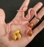 Vers de terre et œufs de poule en plastique sur la main, illustrant des objets de décoration scientifique amusants et éducatifs.