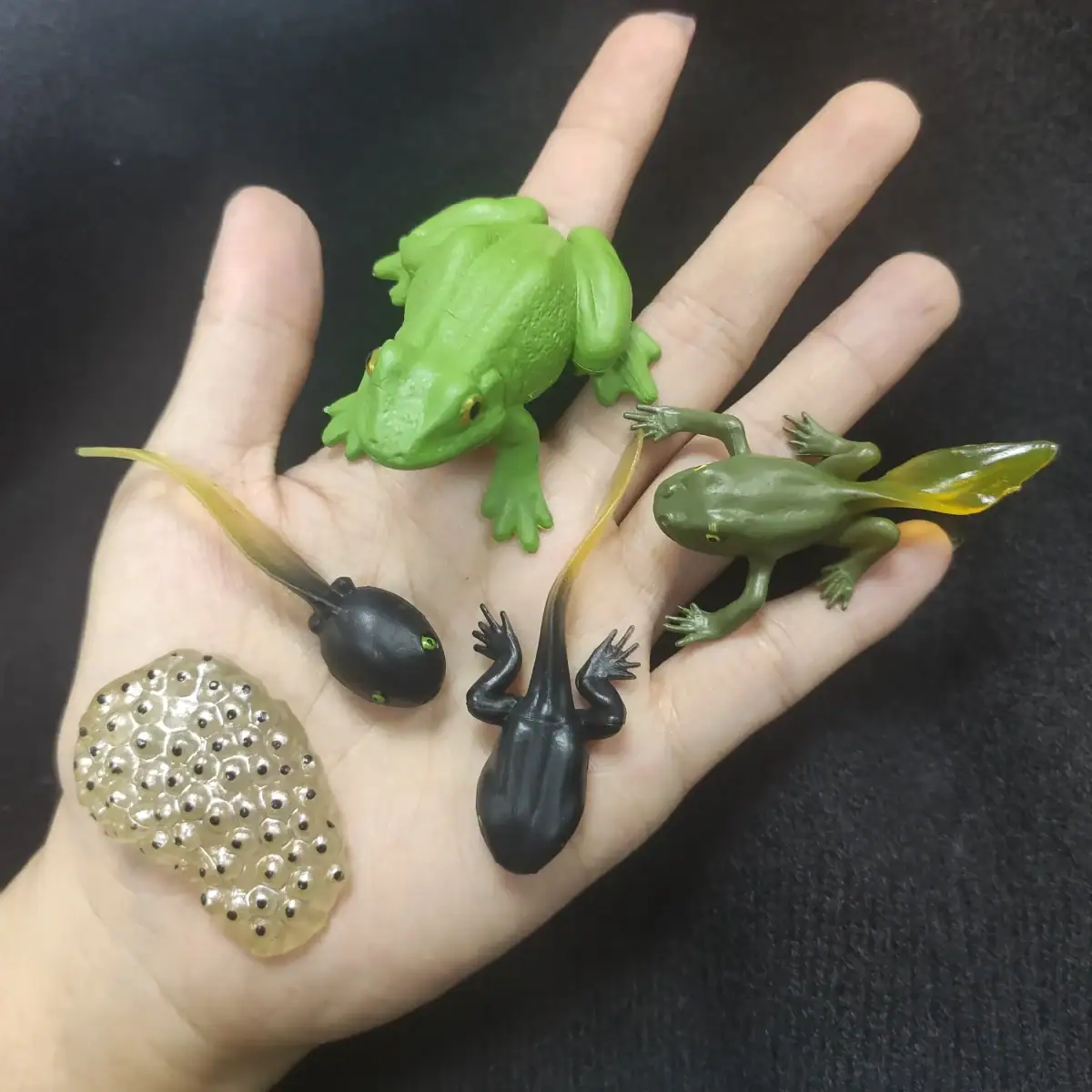 Collection de figurines de grenouilles en plastique de différentes couleurs et tailles, utilisées comme accessoires éducatifs ou décoratifs scientifiques.