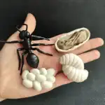 Modèle scientifique de scorpion noir miniature avec œufs de fourmis et œuf ouvert montrant la larve, parfait pour la décoration éducative ou scientifique.