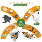 Modèle éducatif représentant le développement d'insectes et d'animaux, idéal pour l'apprentissage scientifique.