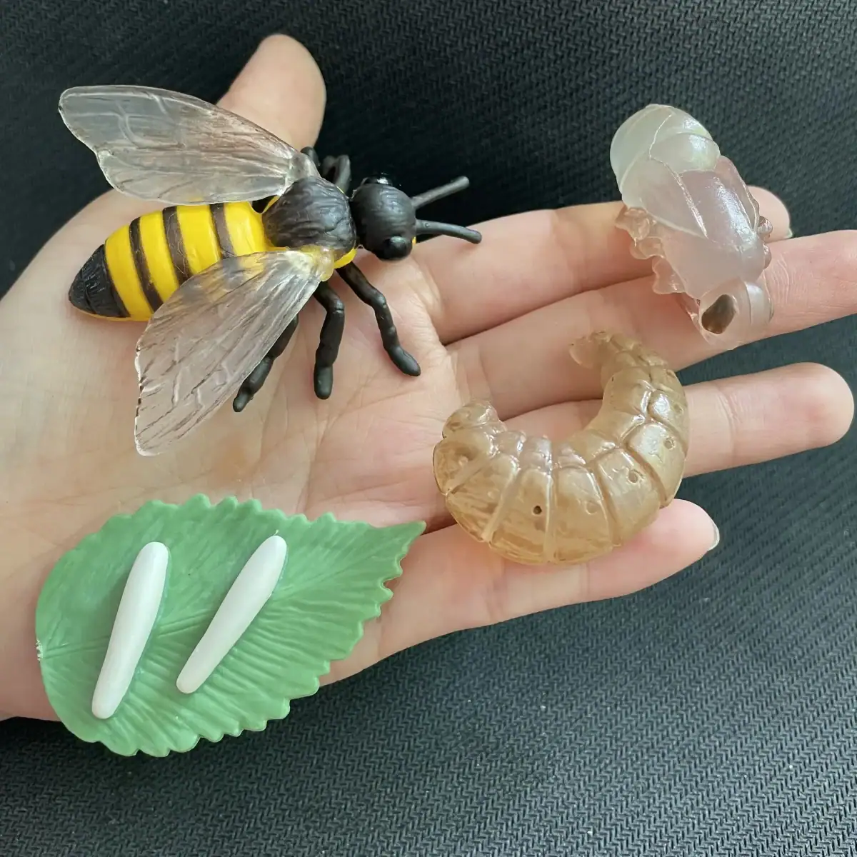 Modèle scientifique d'abeille, larves et insectes pour l'éducation et la décoration.