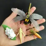 Modèle d'insecte en plastique avec ailes transparentes, corps coloré et détails réalistes, idéal pour l'apprentissage et la décoration scientifique.