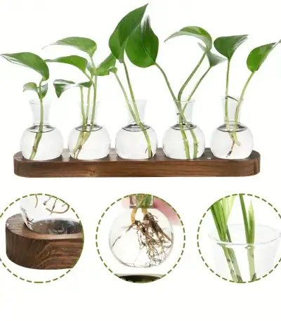 Collection de plantes vertes dans des petits vases en verre, exposées sur une planche en bois, illustrant la croissance et le développement des racines.