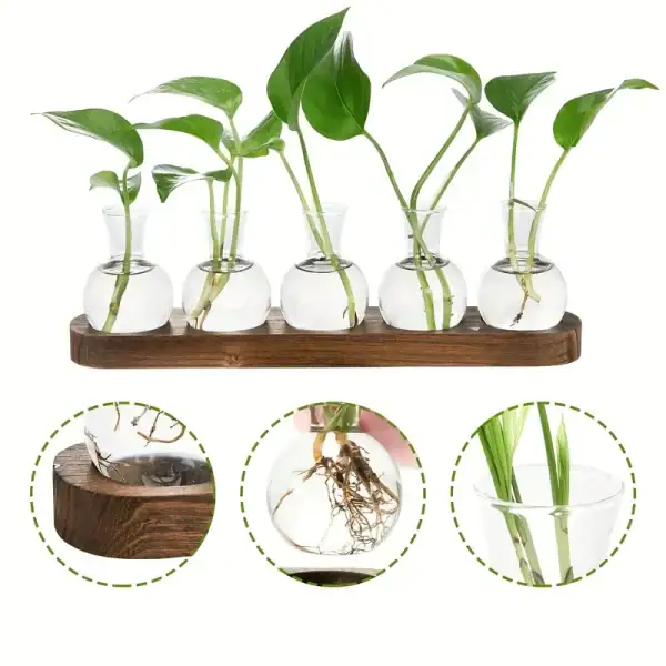 Collection de plantes vertes dans des petits vases en verre, exposées sur une planche en bois, illustrant la croissance et le développement des racines.