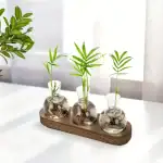 Trois petites plantes vertes dans des vases en verre de forme ronde, placés sur une planche en bois, décorant un intérieur lumineux.