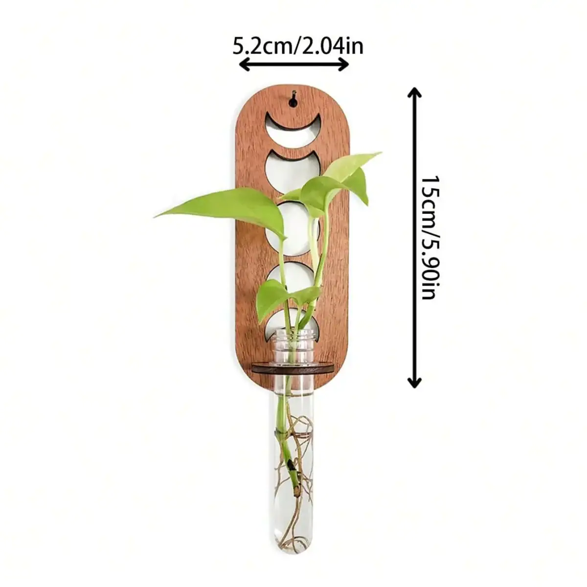 Support en bois avec plante grimpante dans un tube à essai.