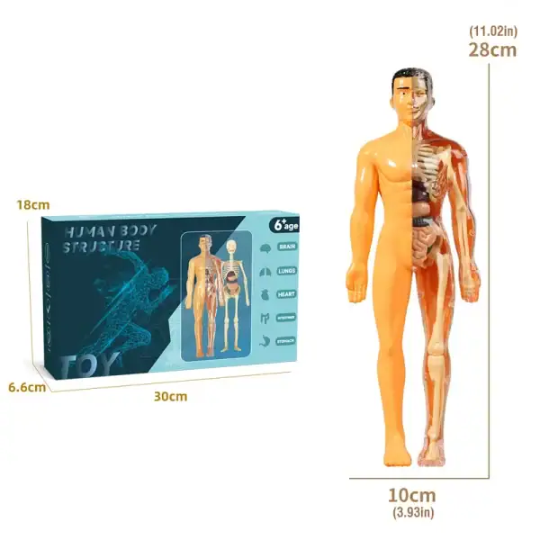 Figurine anatomique humaine avec détails internes et externes.