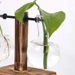 Plante verte dans un flacon de laboratoire en verre rempli d'eau, suspendu par un support en bois, illustrant une décoration scientifique et naturelle.